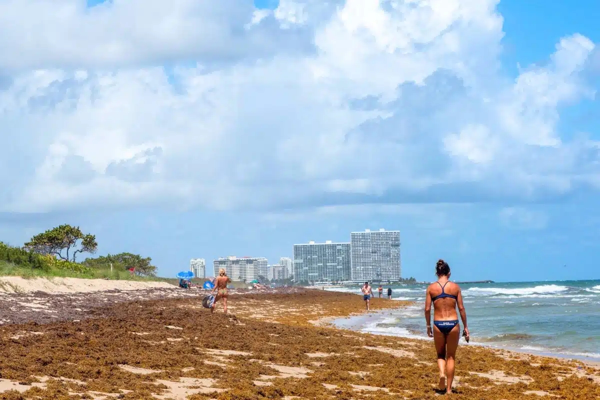 Several Videos Capture Initial Arrival of Seaweed Mass on Florida’s Beaches