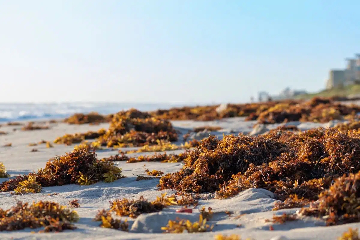 Seaweed Found on Florida’s Beaches May Contain Harmful Bacteria