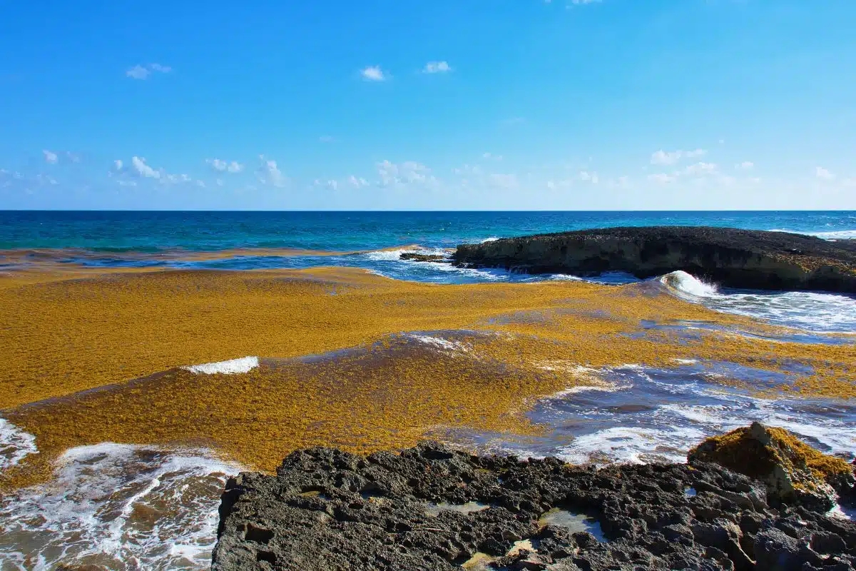 Unexpected 15% Reduction in Size of Massive Sargassum Bloom Approaching Florida