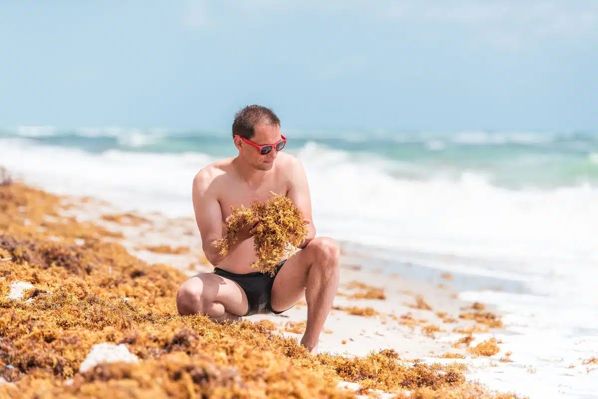 Record Numbers of Sargassum Seaweed Invading Florida’s Beaches