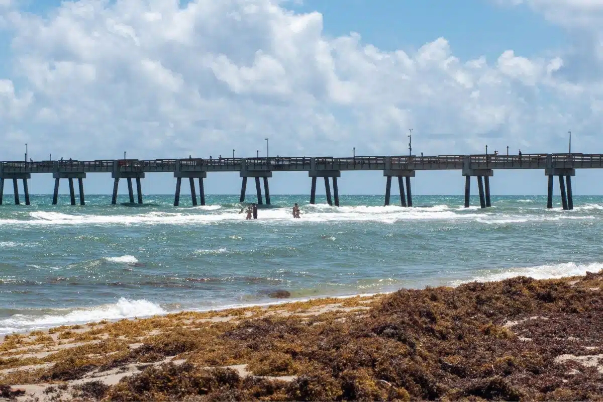 Large Clusters of Odorous Sargassum Persistently Blanketing Florida’s Beaches