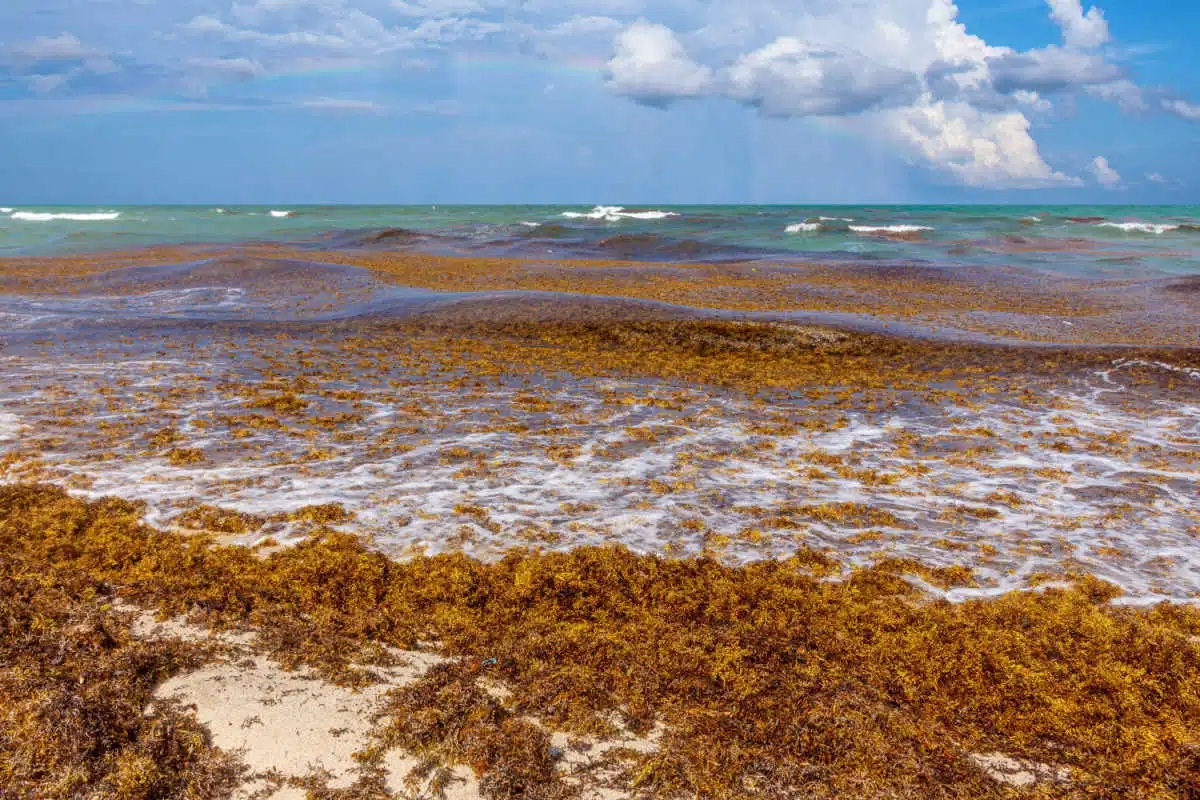 Understanding Sargassum: Why It’s Arriving in Florida and What You Need to Know