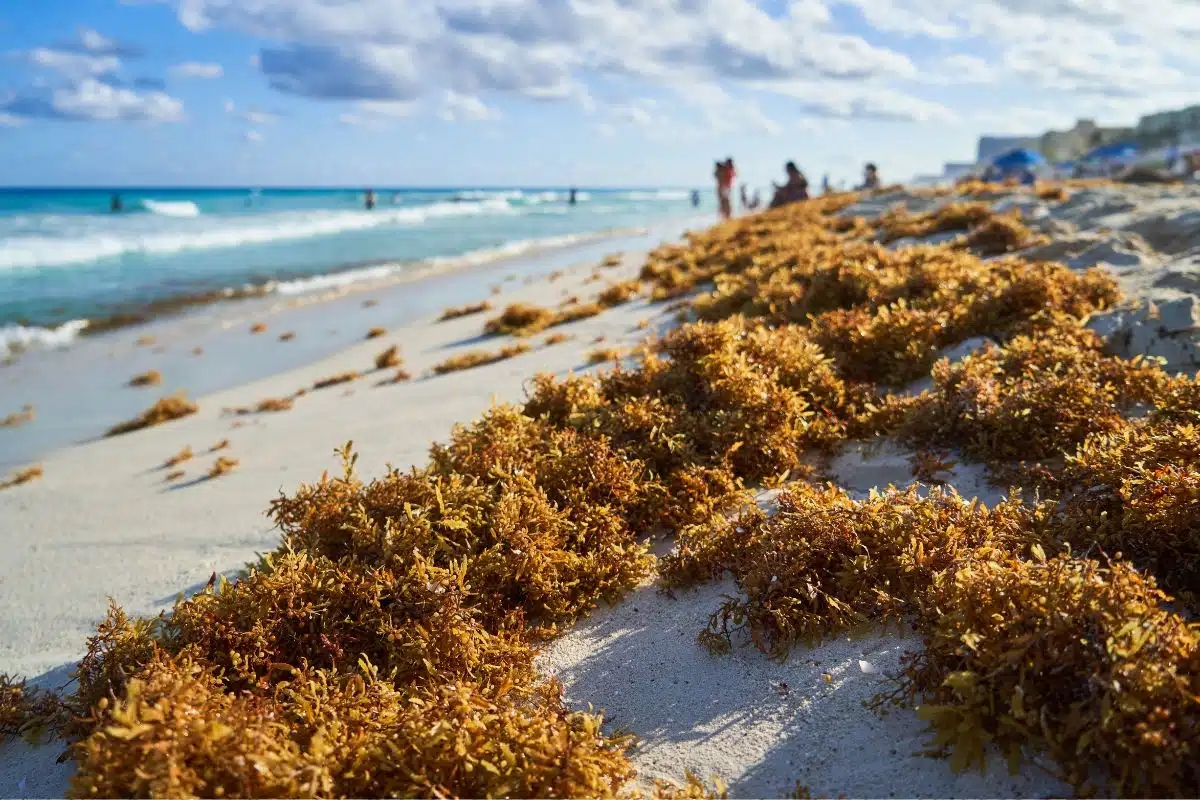 Visit Florida Offers Crucial Assistance to Businesses Impacted by Sargassum Invasion