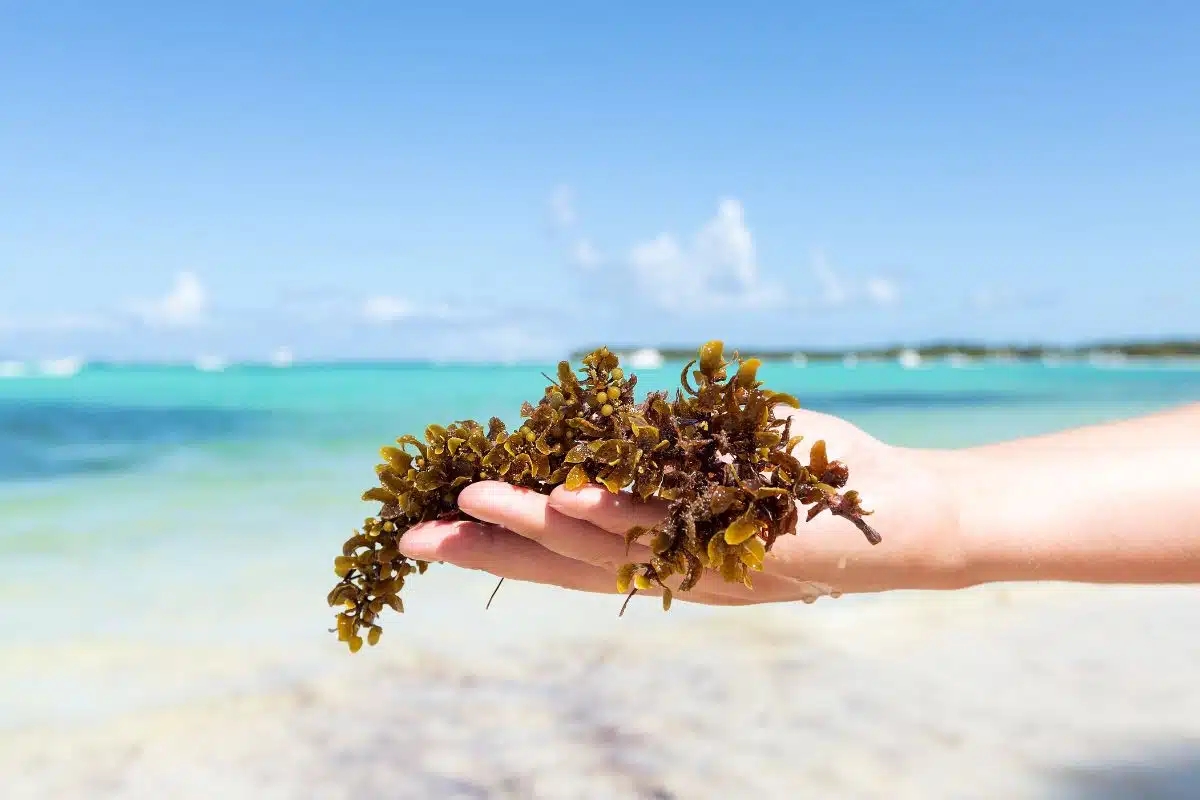 Could the Sargassum Seaweed Blanketing Florida’s Beaches Pose a Threat to Humans?