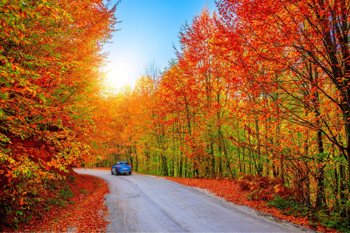 Discover Ontario’s Finest 3 Fall Road Trips for Breathtaking Foliage Views