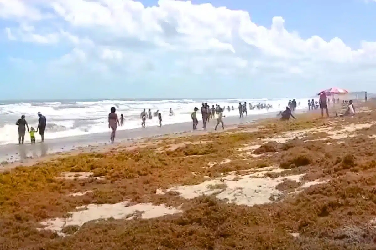 Central Florida Grapples with Surge of Sargassum Seaweed